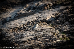 Female Pied Wagtail on Mud Bank Side View