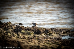 Female Ruff on Mud Bank Front View