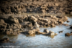 Dunlin in Water Front View