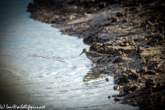 Dunlin in Water Side View