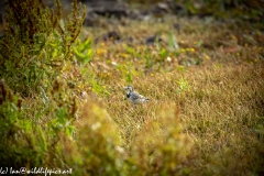 Male White Wagtail on Meadow Side View