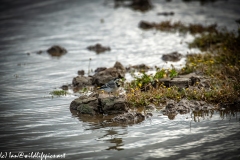 Female Pied Wagtail on Mud Bank Side View