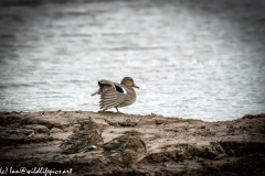 Female Mallard Duck on Mud Bank Back View