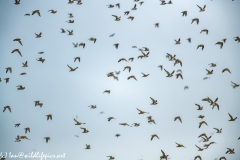 Golden Plovers in Flight