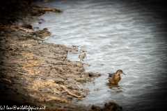 Dunlin on Water Bank Front View