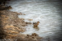 Dunlin on Water Bank Side View