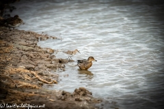 Dunlin on Water Bank Side View