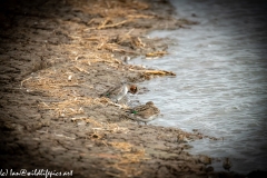 Male & Female Teal on Water Bank Side View