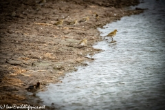 Little Stint next to Dunlin Front View