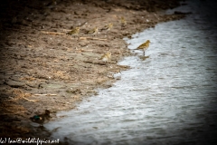 Little Stint next to Dunlin Front View