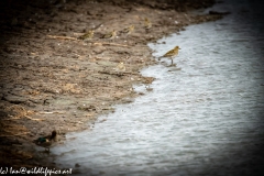 Little Stint next to Dunlin Front View