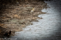 Little Stint Front View