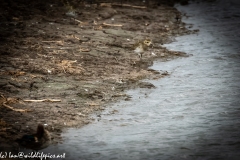 Little Stint Front View