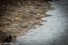 Little Stint Front View