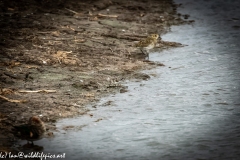 Little Stint Front View