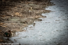 Little Stint Front View