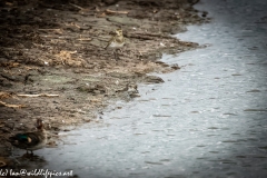 Little Stint Side View