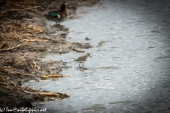 Dunlin on Water Bank Side View