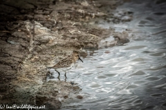 Dunlin on Water Bank Side View