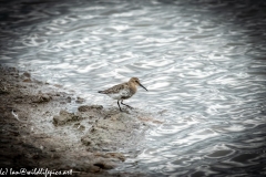 Dunlin on Water Bank Side View