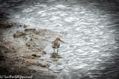 Dunlin on Water Bank Front View