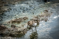 Dunlin on Water Bank Front View