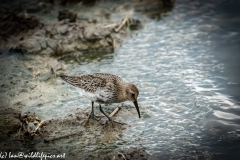 Dunlin on Water Bank Side View