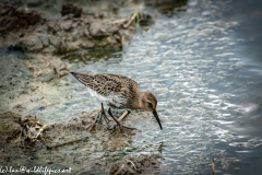 Dunlin on Water Bank Side View