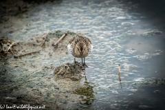 Dunlin on Water Bank Front View