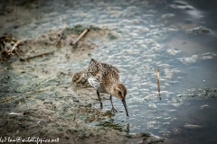 Dunlin on Water Bank Front View