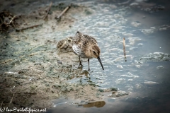 Dunlin on Water Bank Front View