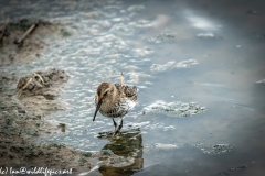 Dunlin on Water Bank Front View