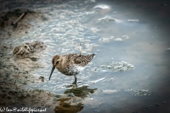 Dunlin on Water Bank Side View