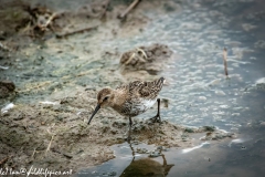 Dunlin on Water Bank Side View