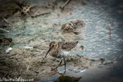 Dunlin on Water Bank Side View