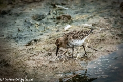 Dunlin on Water Bank Side View