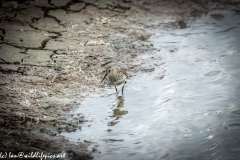 Dunlin on Water Bank Front View