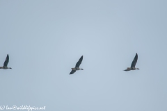 Pink-footed Geese in Flight Side View