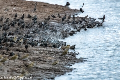 Starlings Having a Bath