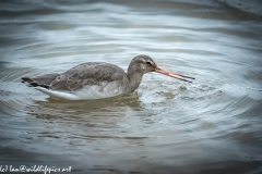 Black-tailed Godwit on Water Side View