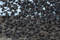 Starling Murmuration