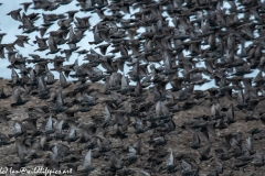 Starling Murmuration