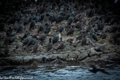 Juvenile Pink Startling in Starlings