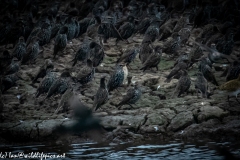 Juvenile Pink Startling in Starlings