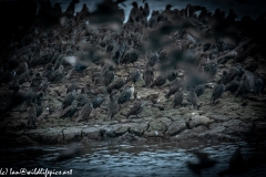 Juvenile Pink Startling in Starlings