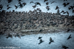 Juvenile Pink Startling in Starlings