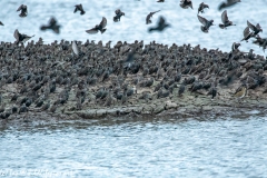 Juvenile Pink Startling in Starlings