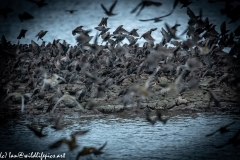 Juvenile Pink Startling in Starlings