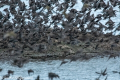 Juvenile Pink Startling in Flight in Starlings