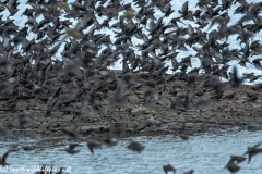 Juvenile Pink Startling in Flight in Starlings